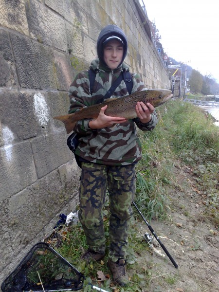 Losos obecný, 78 cm, cca 4 kg, 28.10.2010, Labe, vrácen vodě, Stan.Roudenský Žandov